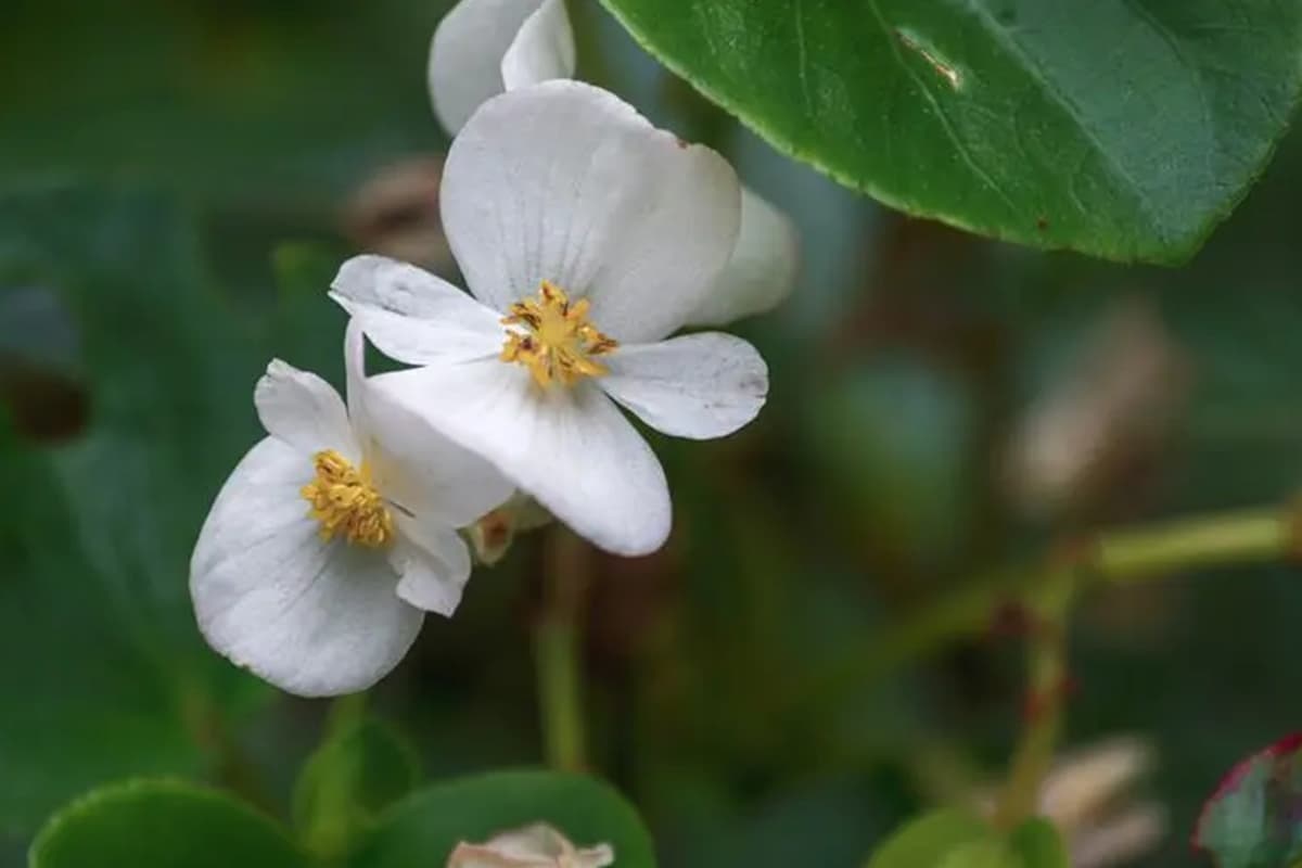 Eeuwigdurende Begonia