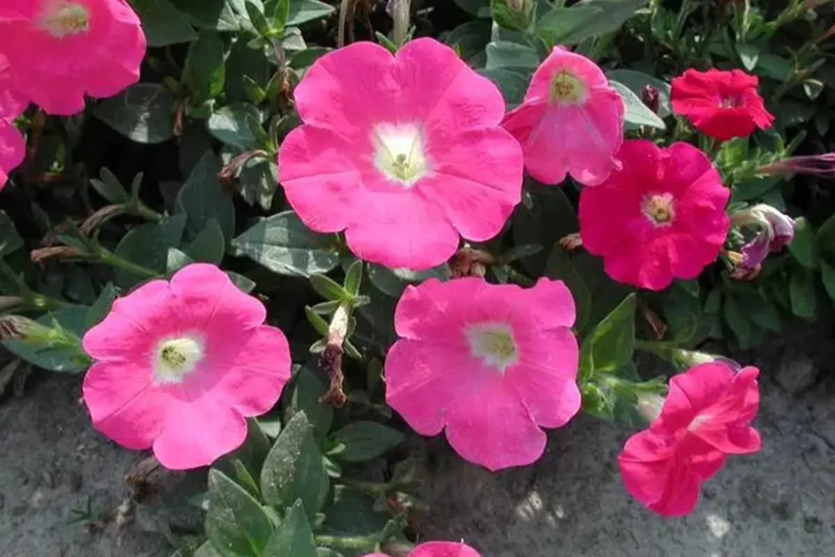 Petunia Hybrida