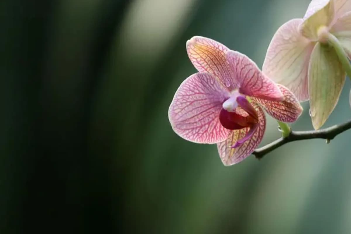 Phalaenopsis Amabilis