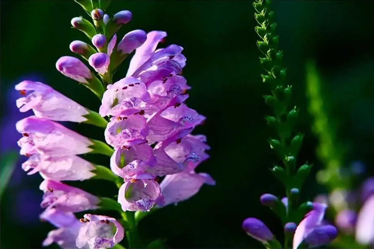 Physostegia Virginiana