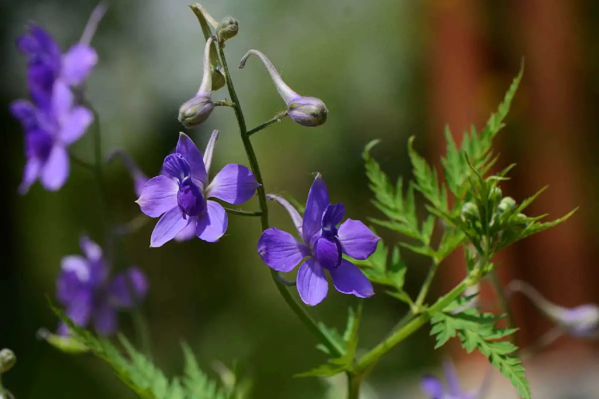 Delphinium Anthriscifolium