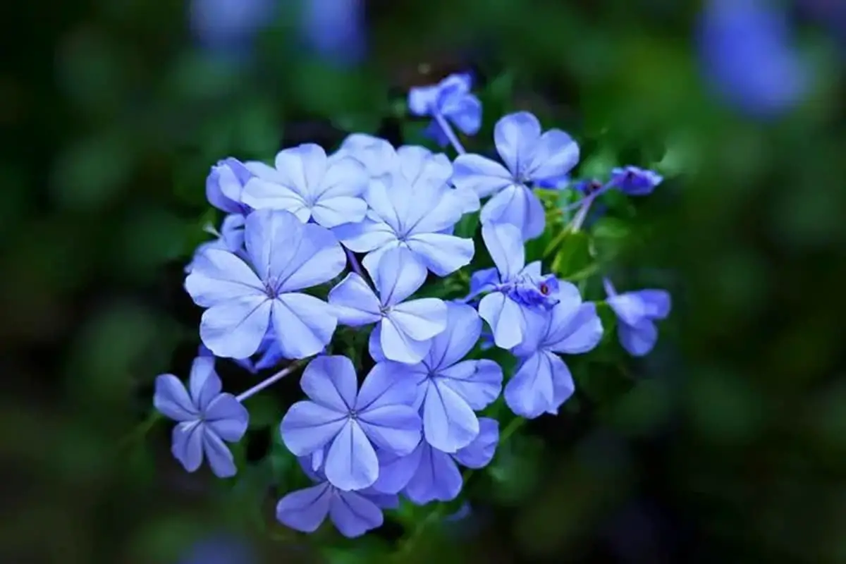 Plumbago Auriculata