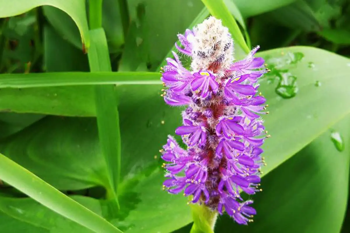 Pontederia Cordata