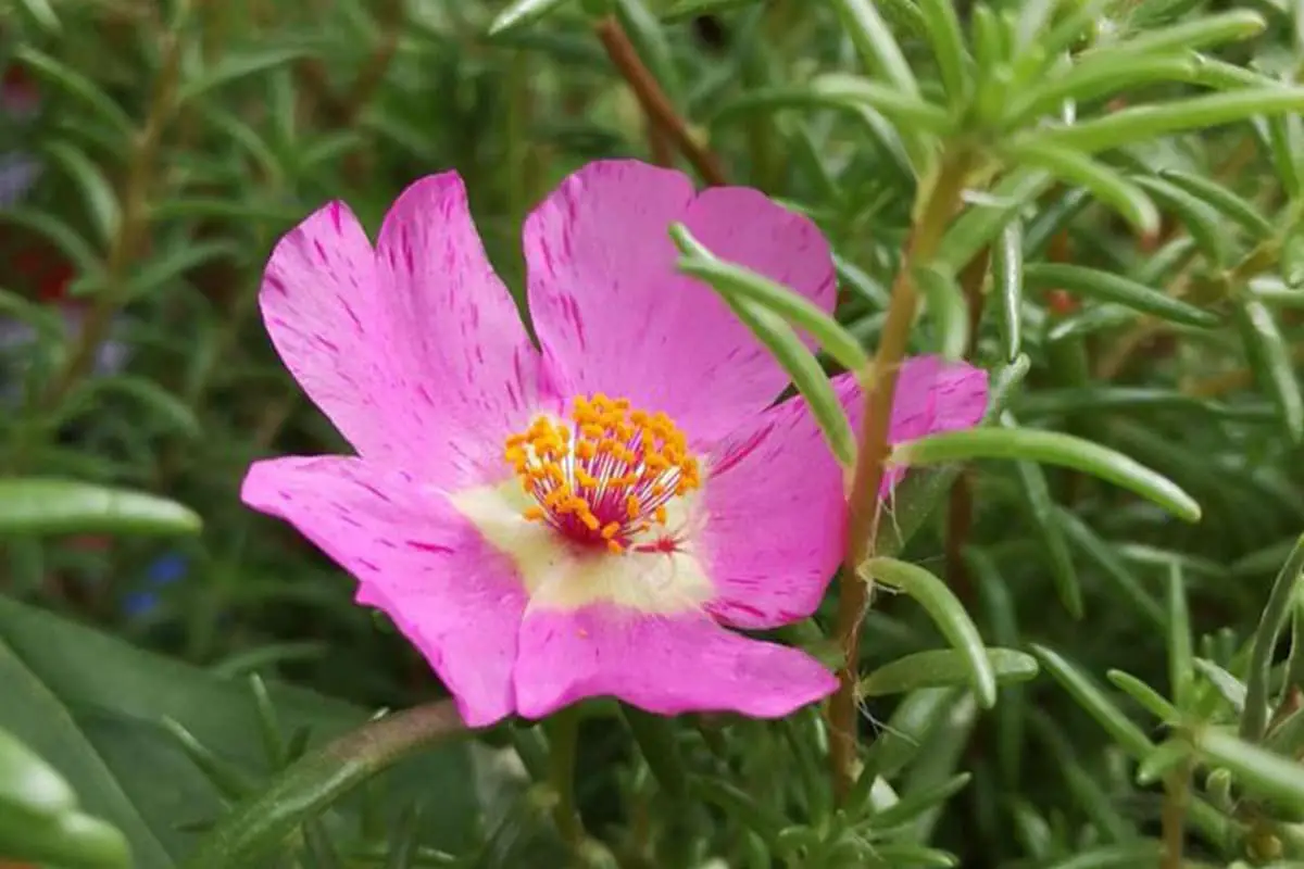 Portulaca Grandiflora