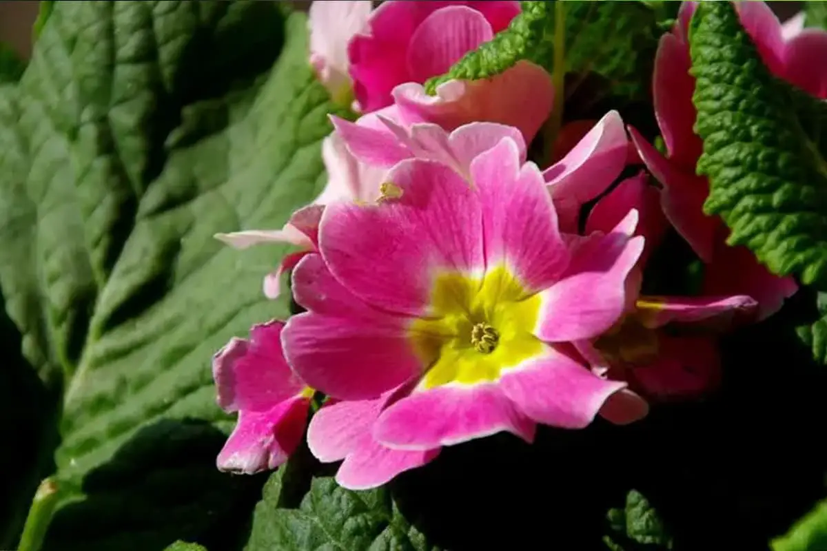 Primula Malacoides