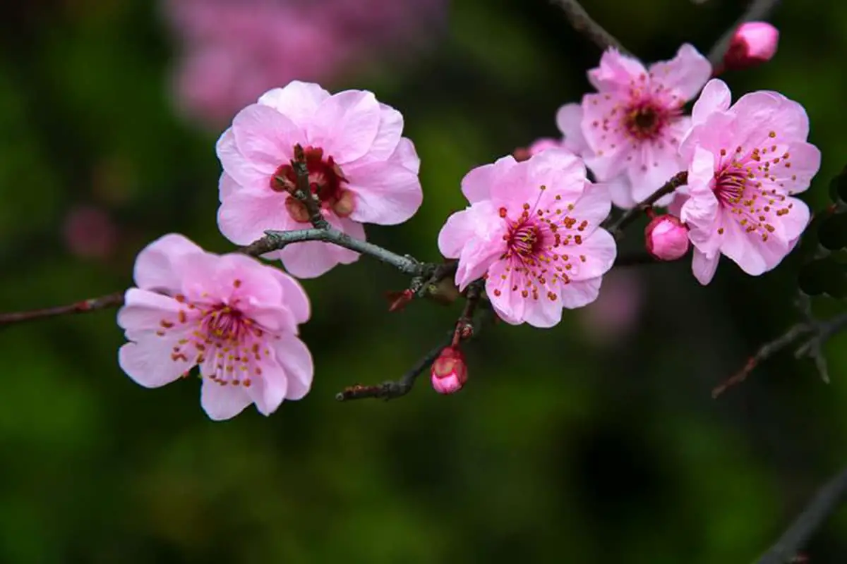 Prunus Blireana 'Meiren'