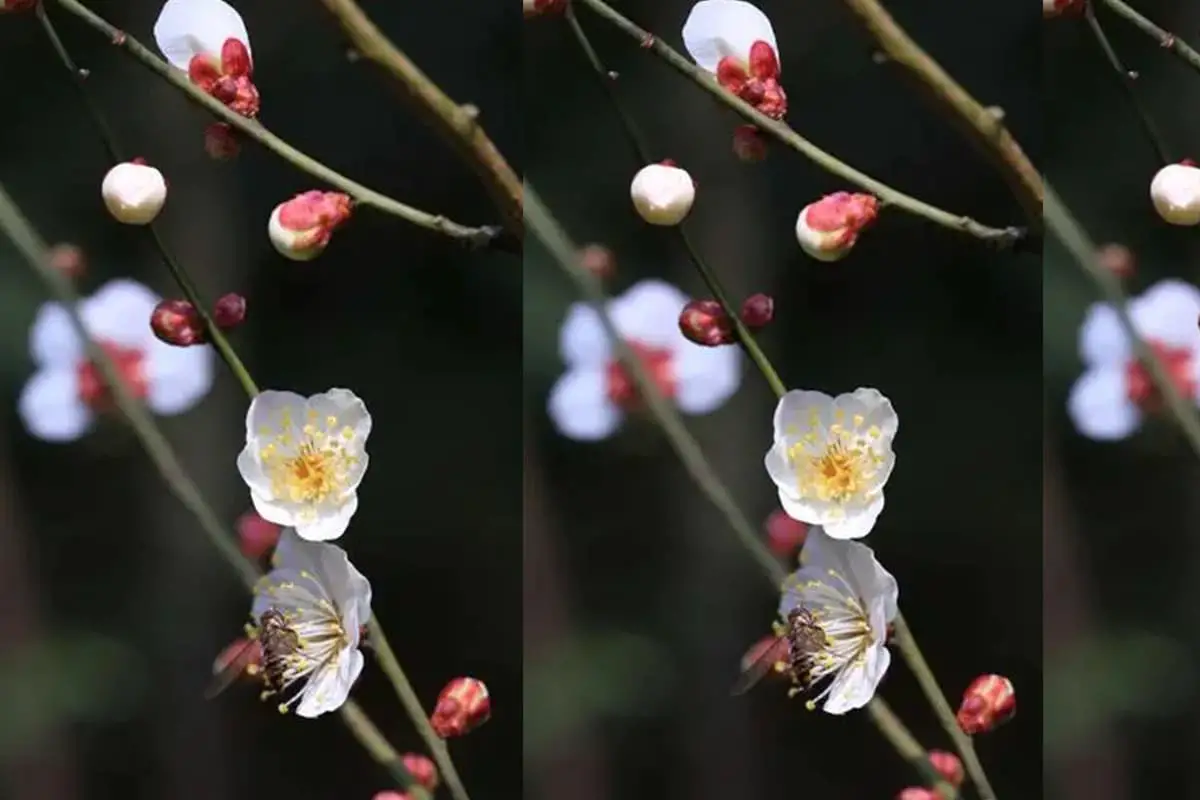 Prunus Mume Albo-Plena