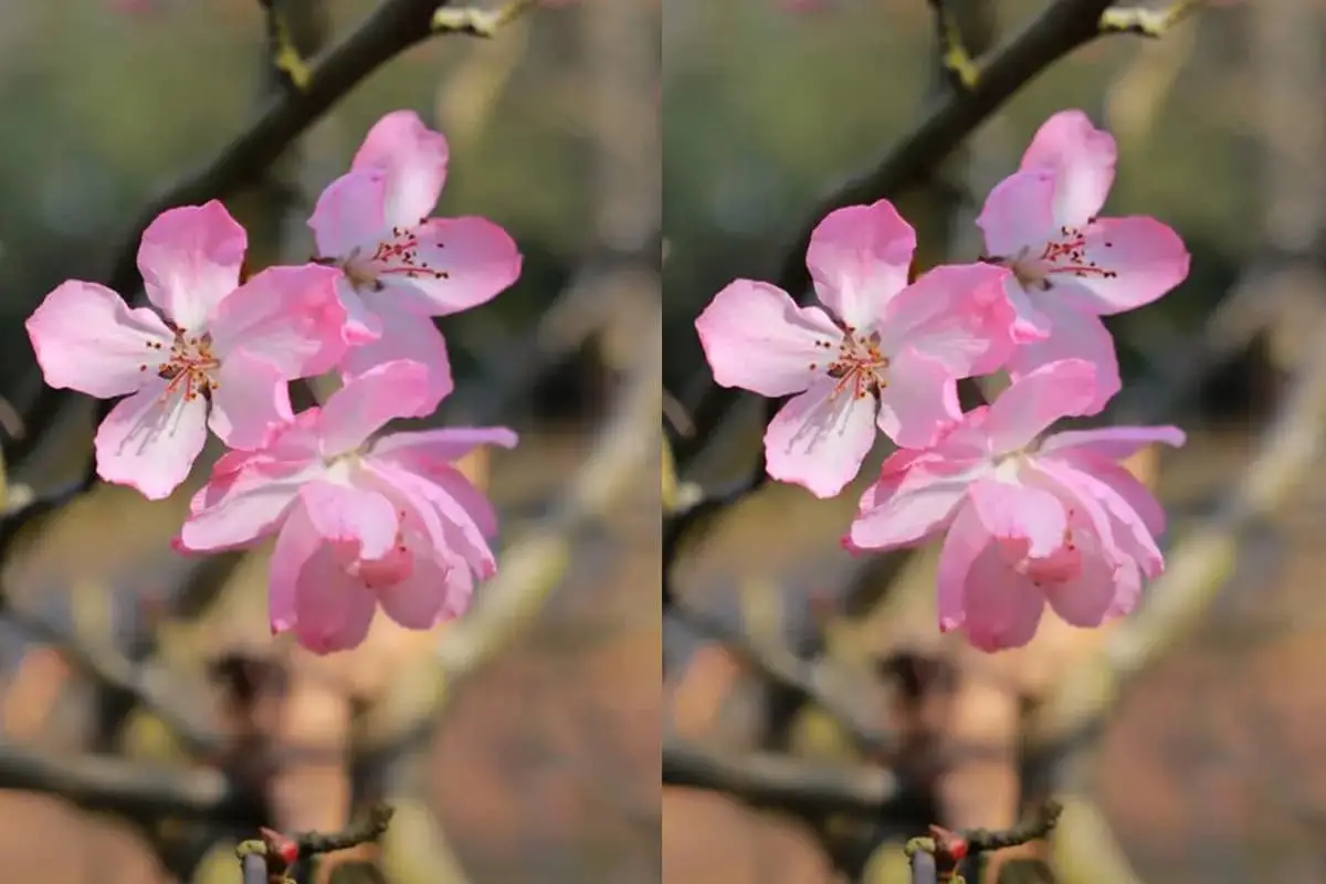 Prunus Persica