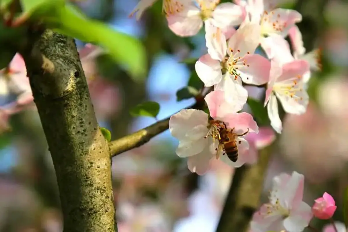 Prunus Sargentii Rehder