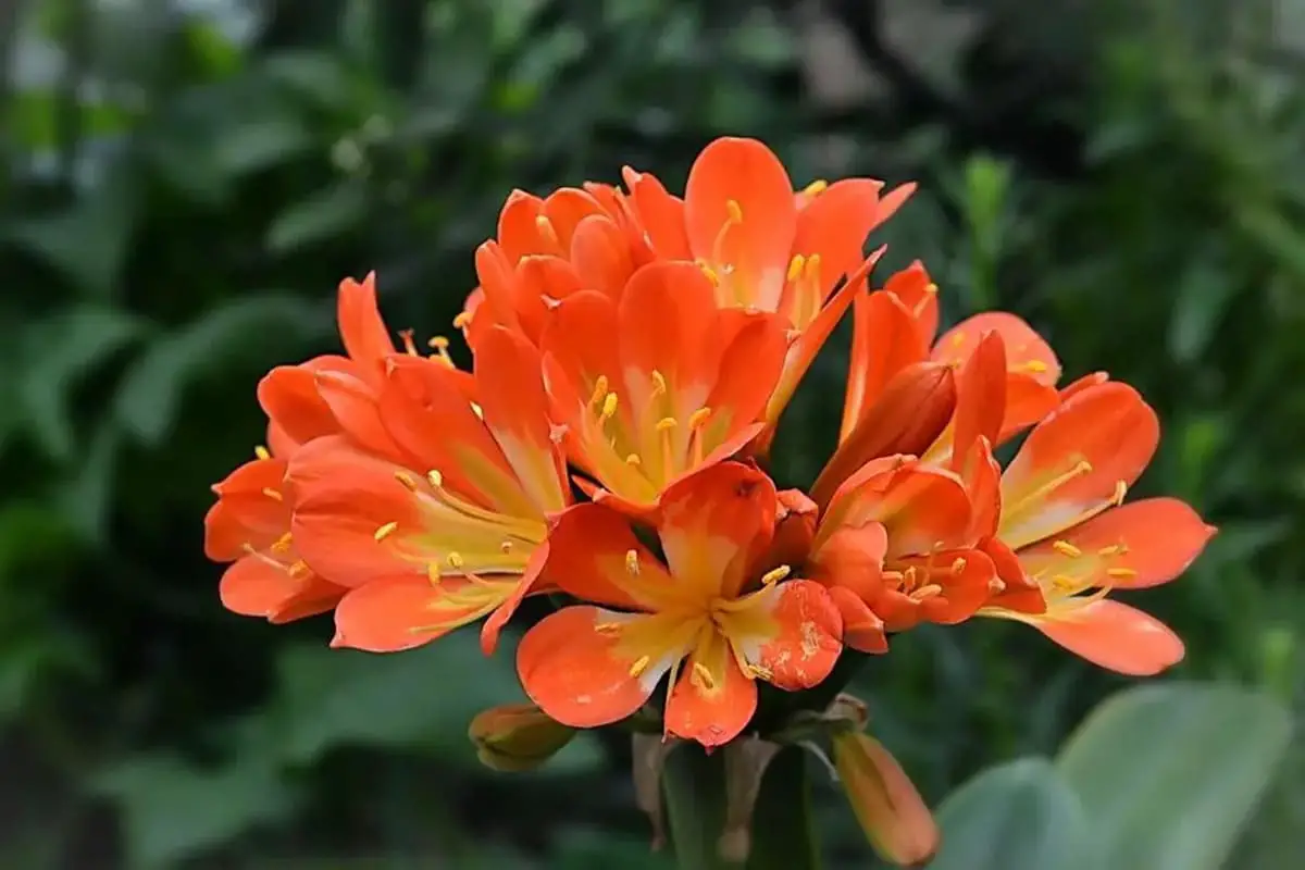 Lírio de Kaffir (Clivia Miniata)