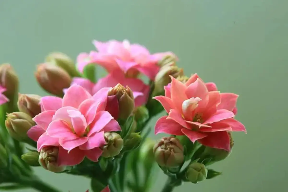 Kalanchoe (Crassulaceae)