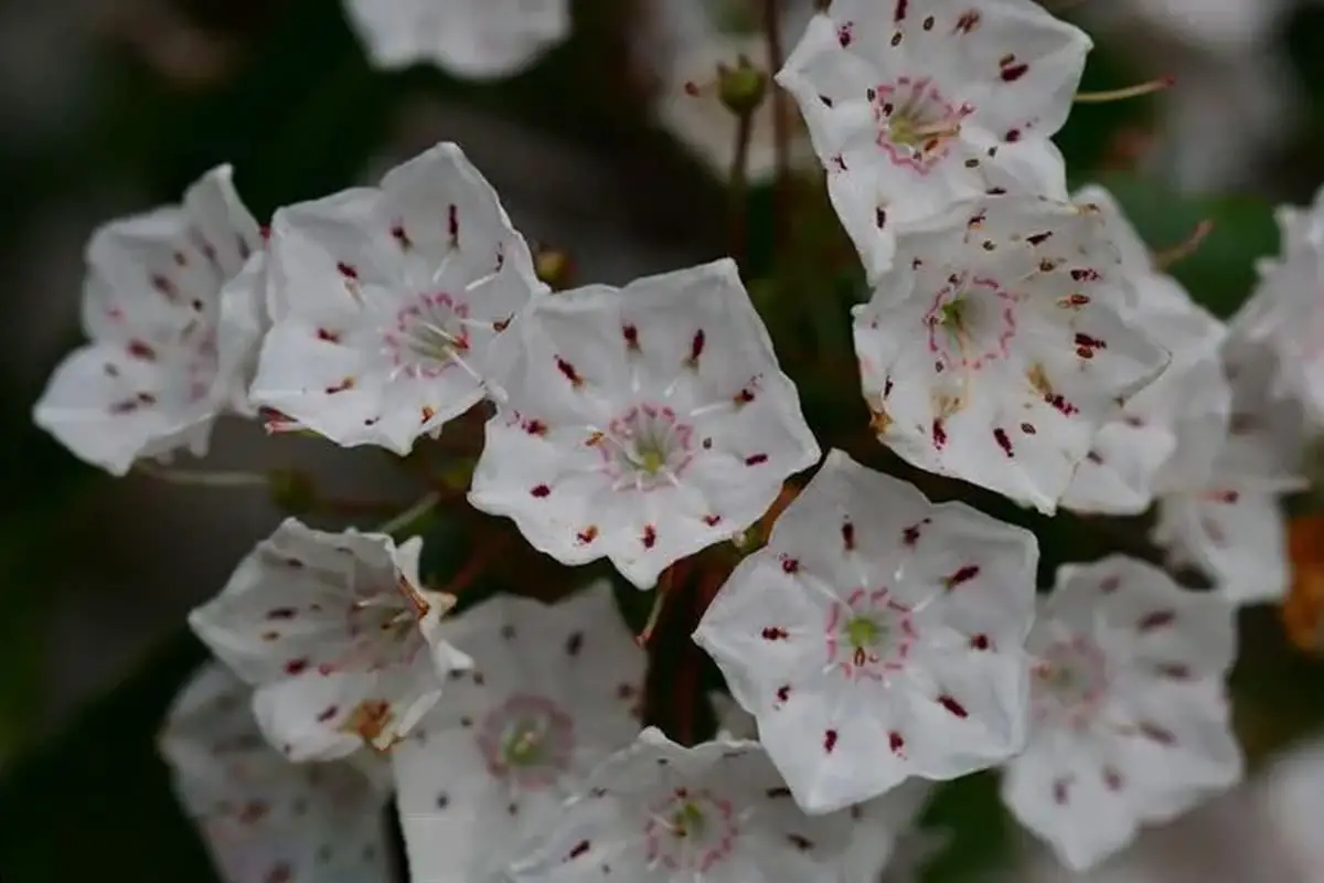 Kalmia Latifolia