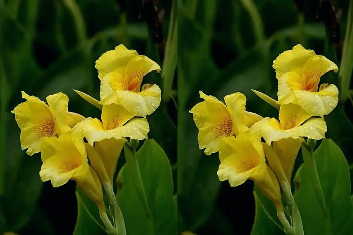 Flor de Keli (Cannaceae)