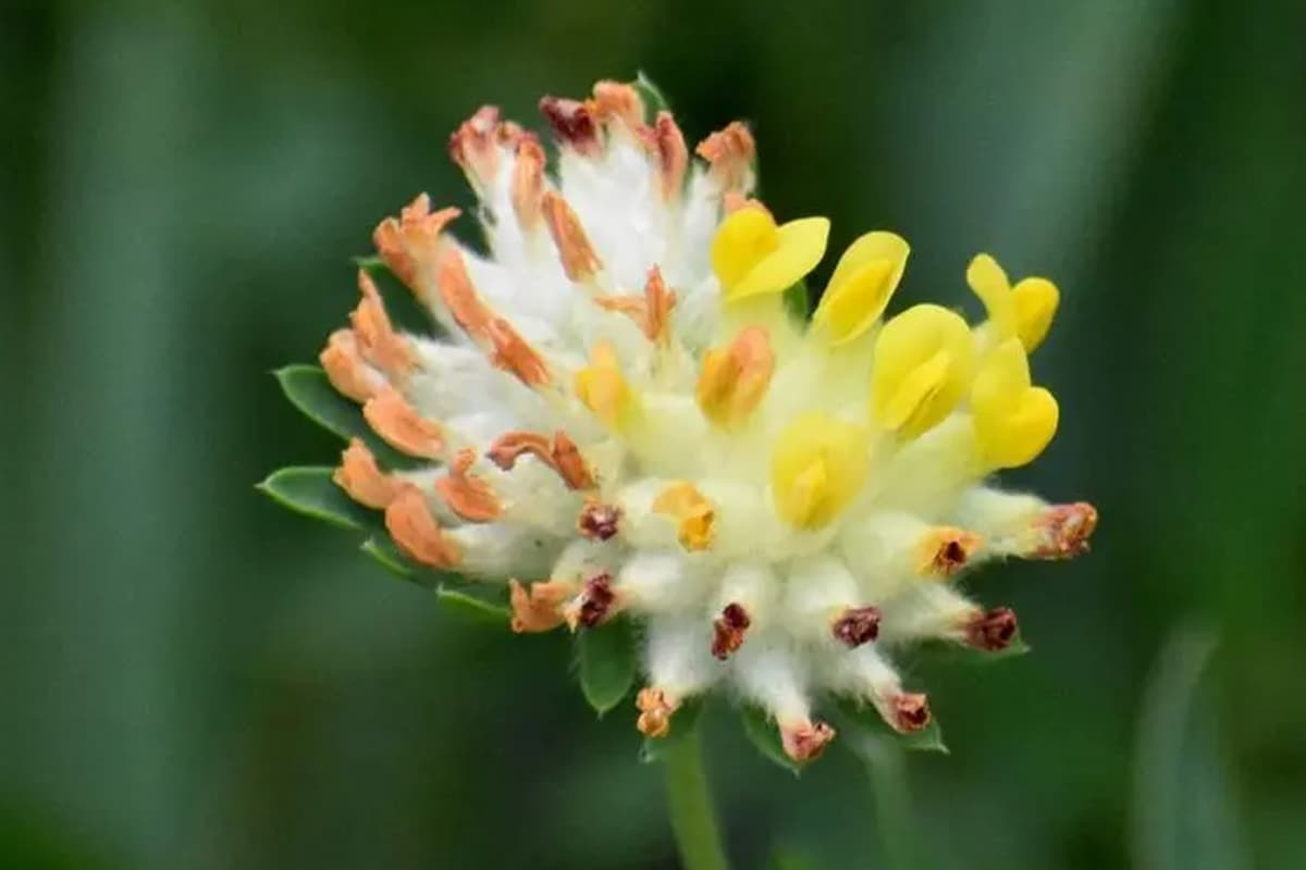 Erva-dos-rins (Anthyllis Vulneraria)