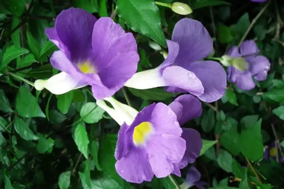 Manto do Rei (Thunbergia Erecta)