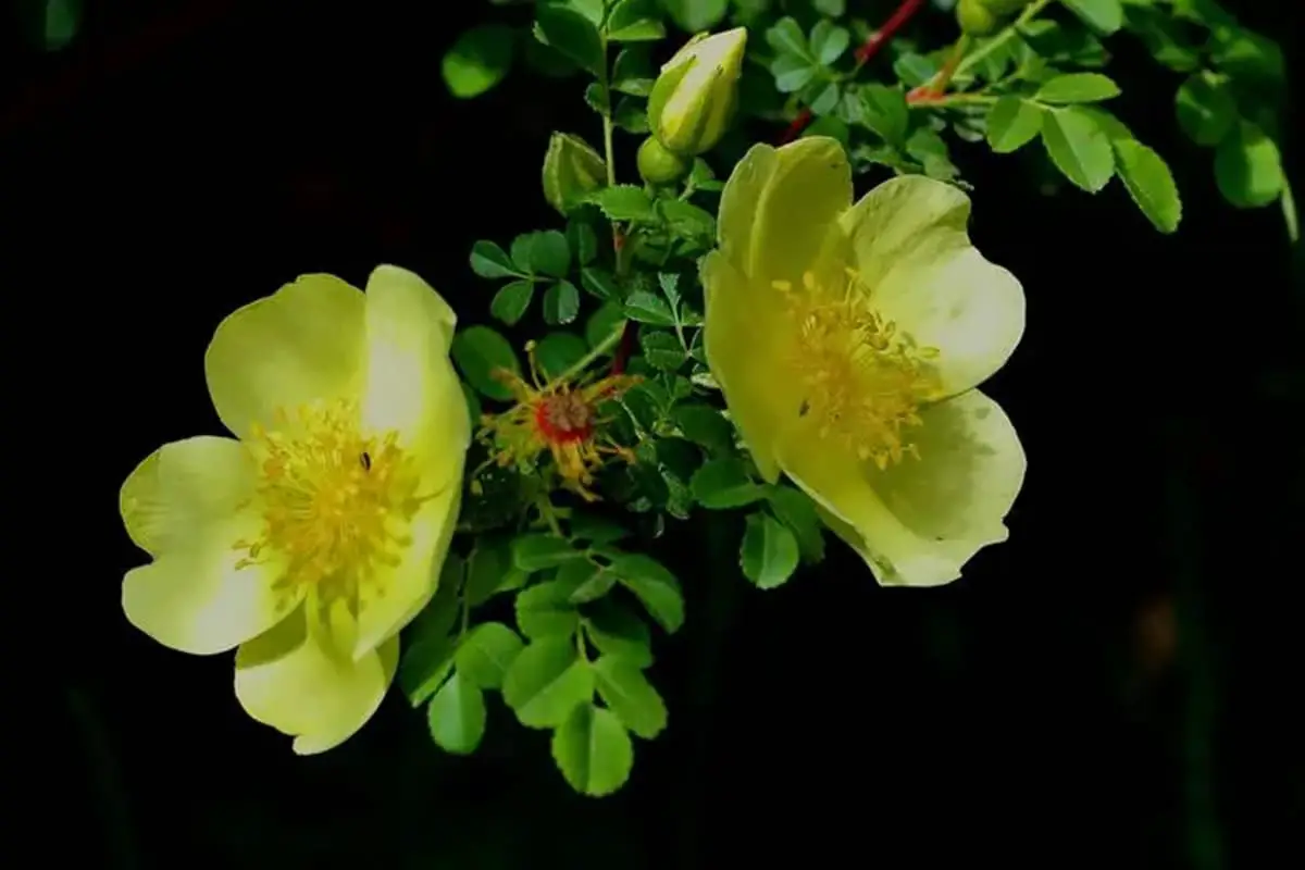 Beija-me-não-planta (Euphorbia Milii)