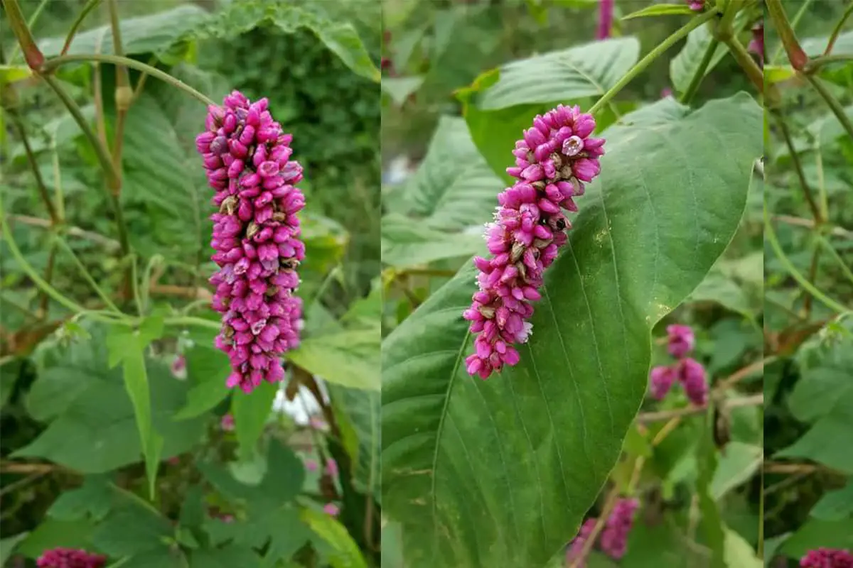 Beija-me sobre o portão do jardim (Polygonum Orientale)