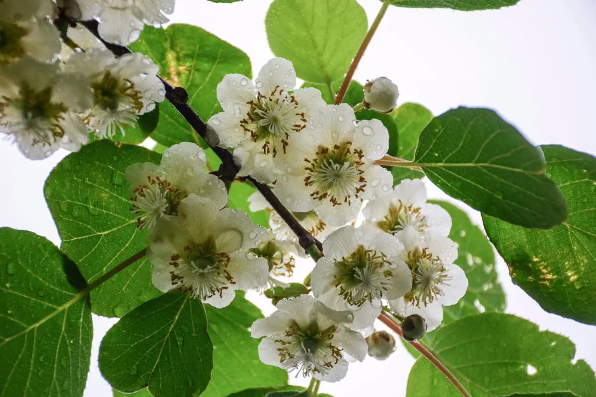 Kiwi (Actinidia Deliciosa)