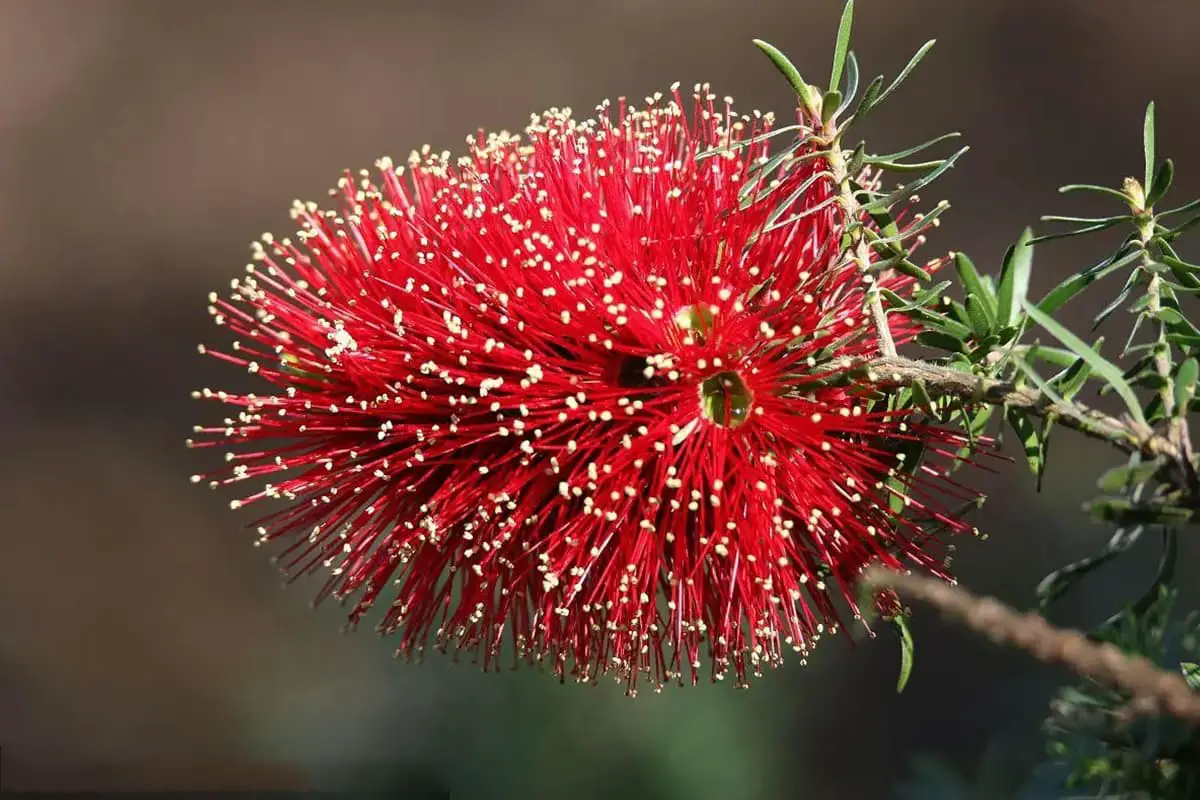 Kunzea (Kunzea Ambigua)