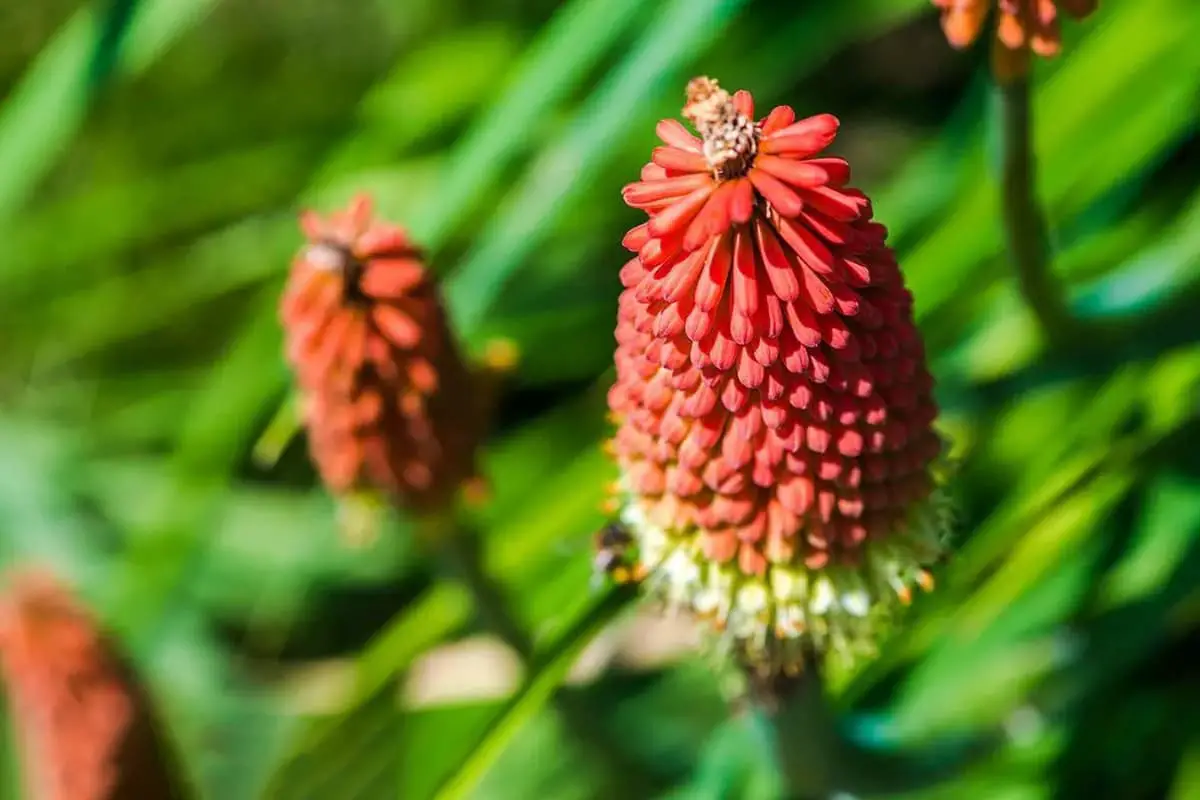 Kniphofia (Asphodelaceae)