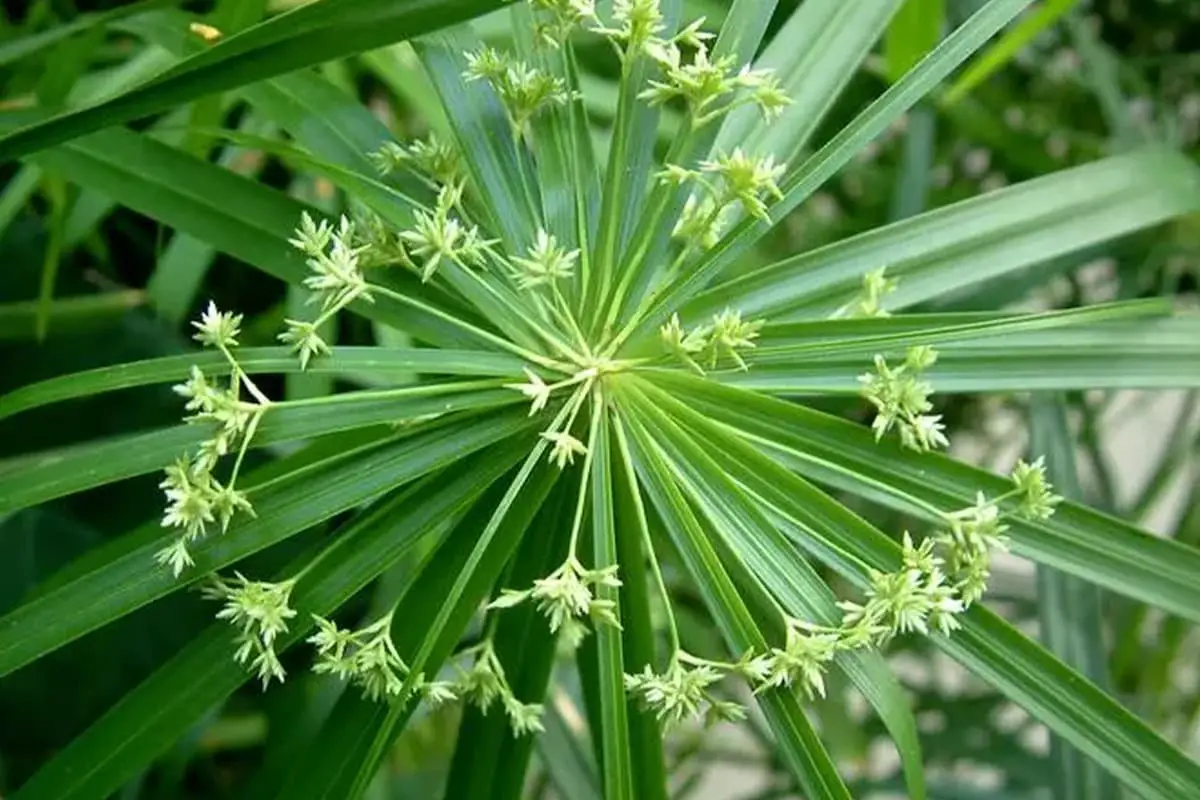 Ombrellino (Cyperus alternifolius)