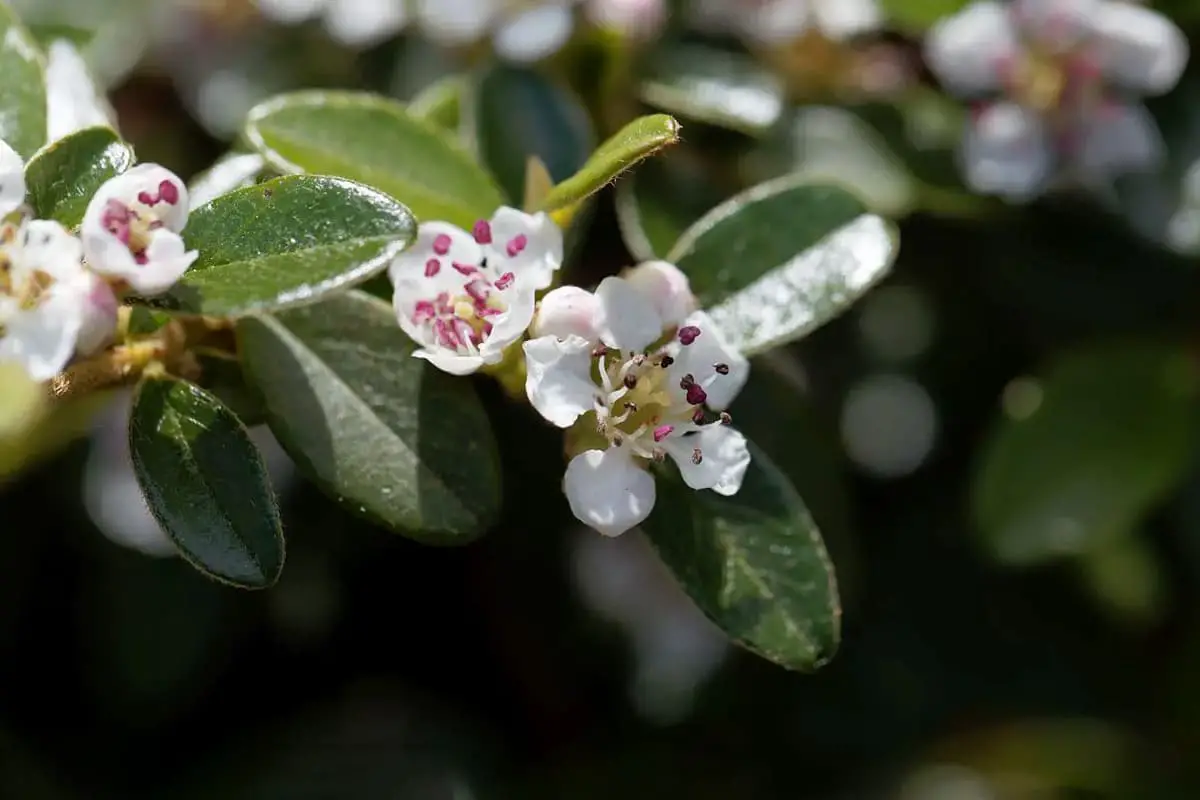 Uva-Ursi (Arctostaphylos uva-ursi)