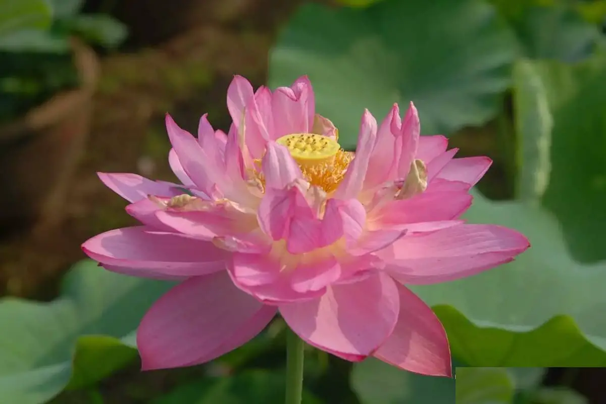 Nelumbo Nucifera "Perla d'Oriente