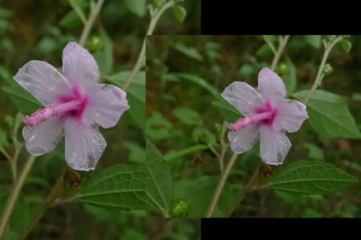 Urena (Burr Bush)