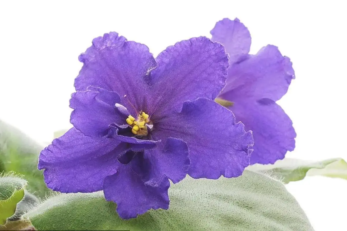 Viola Usambara (Saintpaulia)