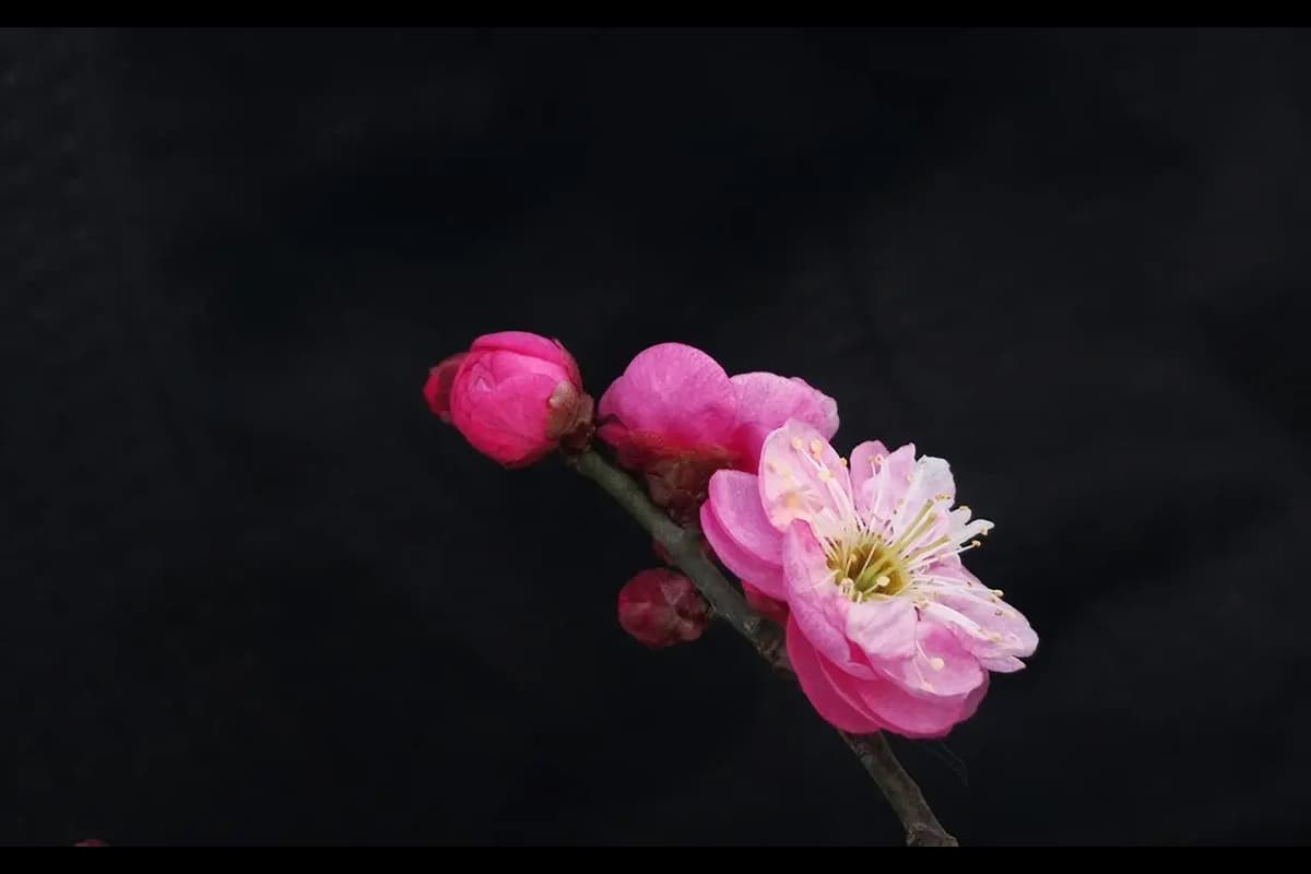 Ume (Prunus mume)