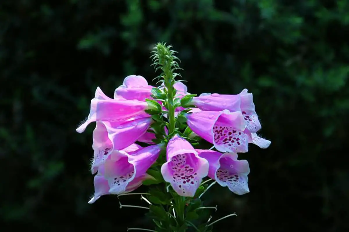 Digitalis Purpurea