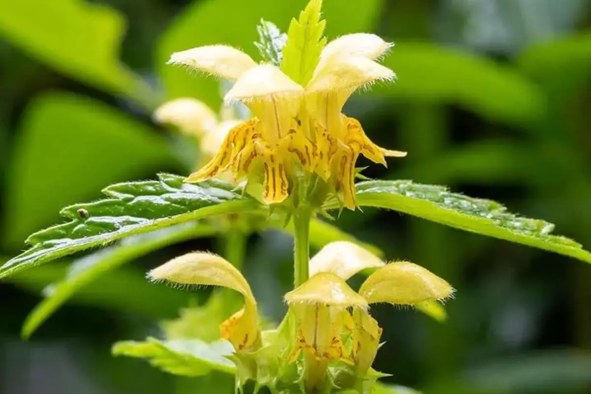 Arcangelo giallo (Lamium Galeobdolon)