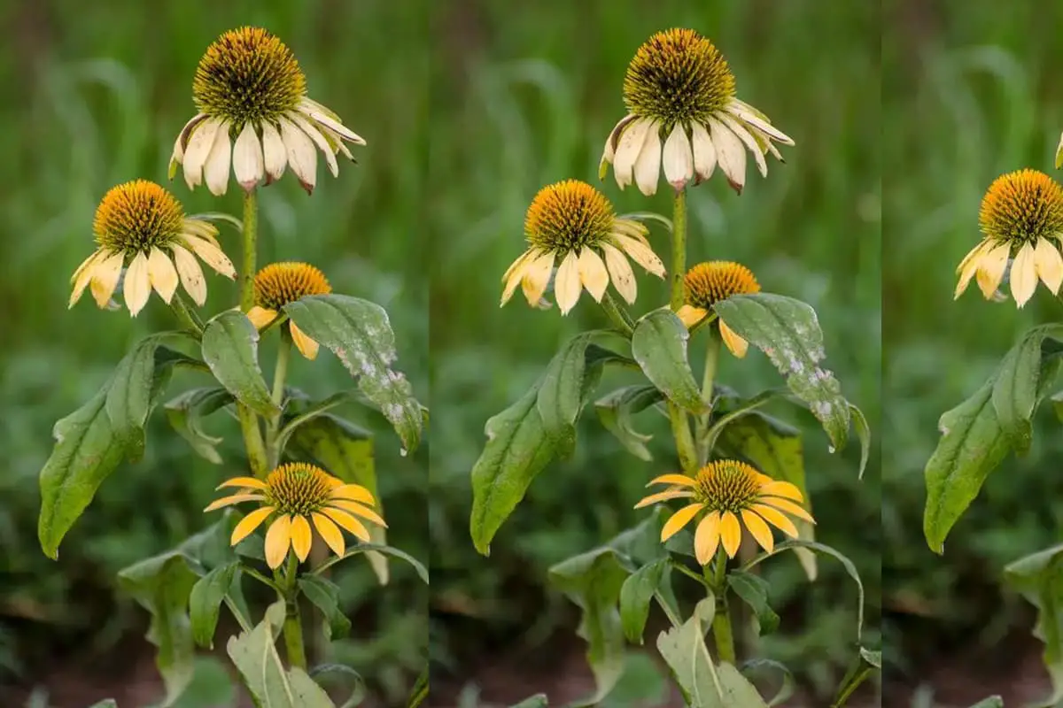 Echinacea Paradoxa (Echinacea gialla)