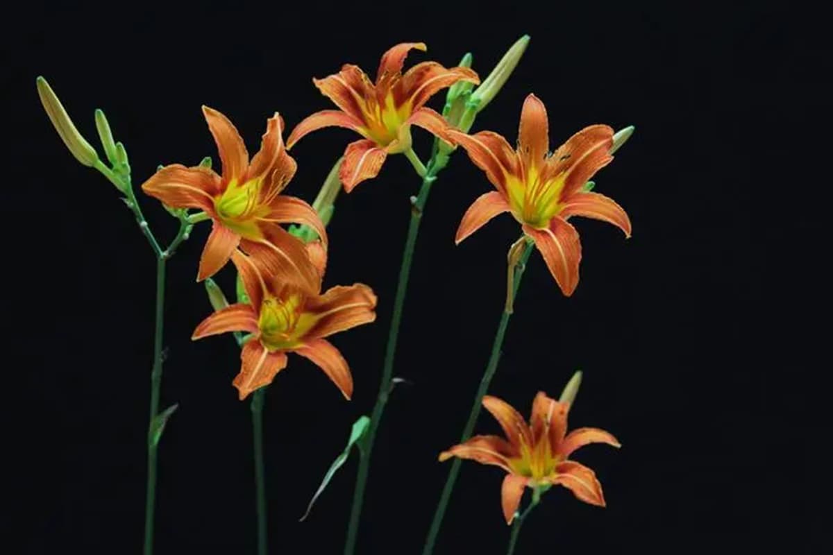 Daylily giallo (Hemerocallis Lilioasphodelus)