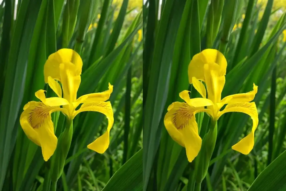 Bandiera gialla (Iris pseudacorus)