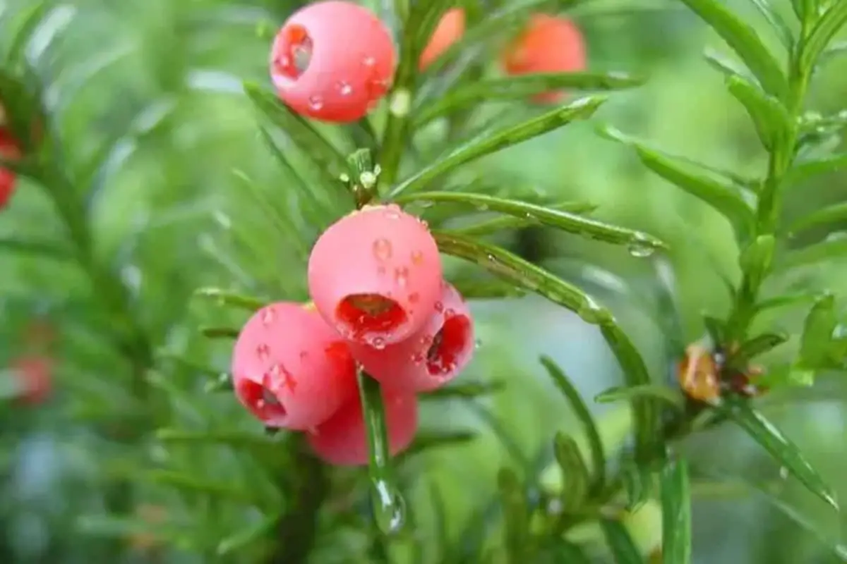 Tasso (Taxus Baccata)