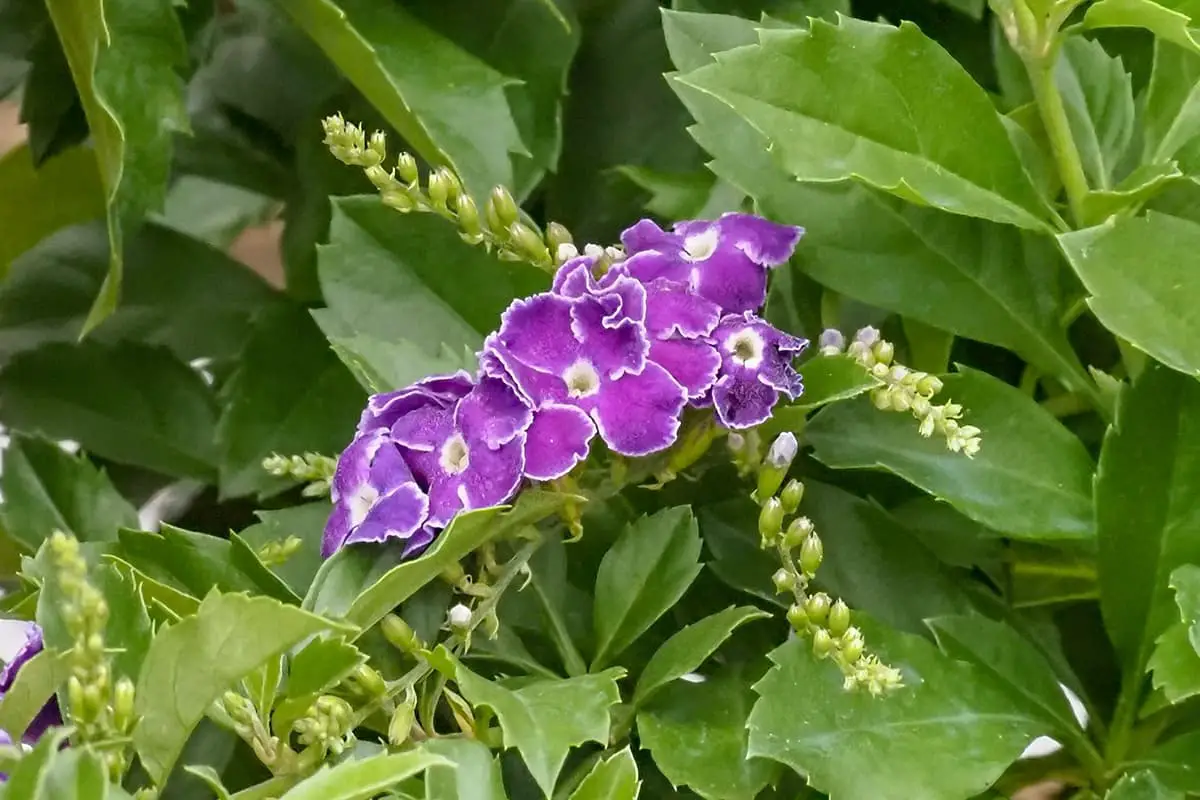 Duranta Erecta