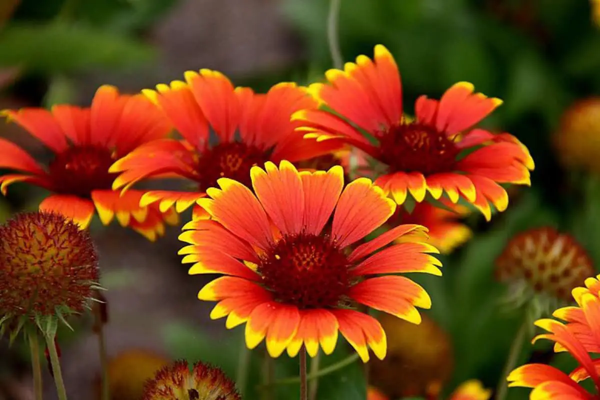 Gaillardia Pulchella 