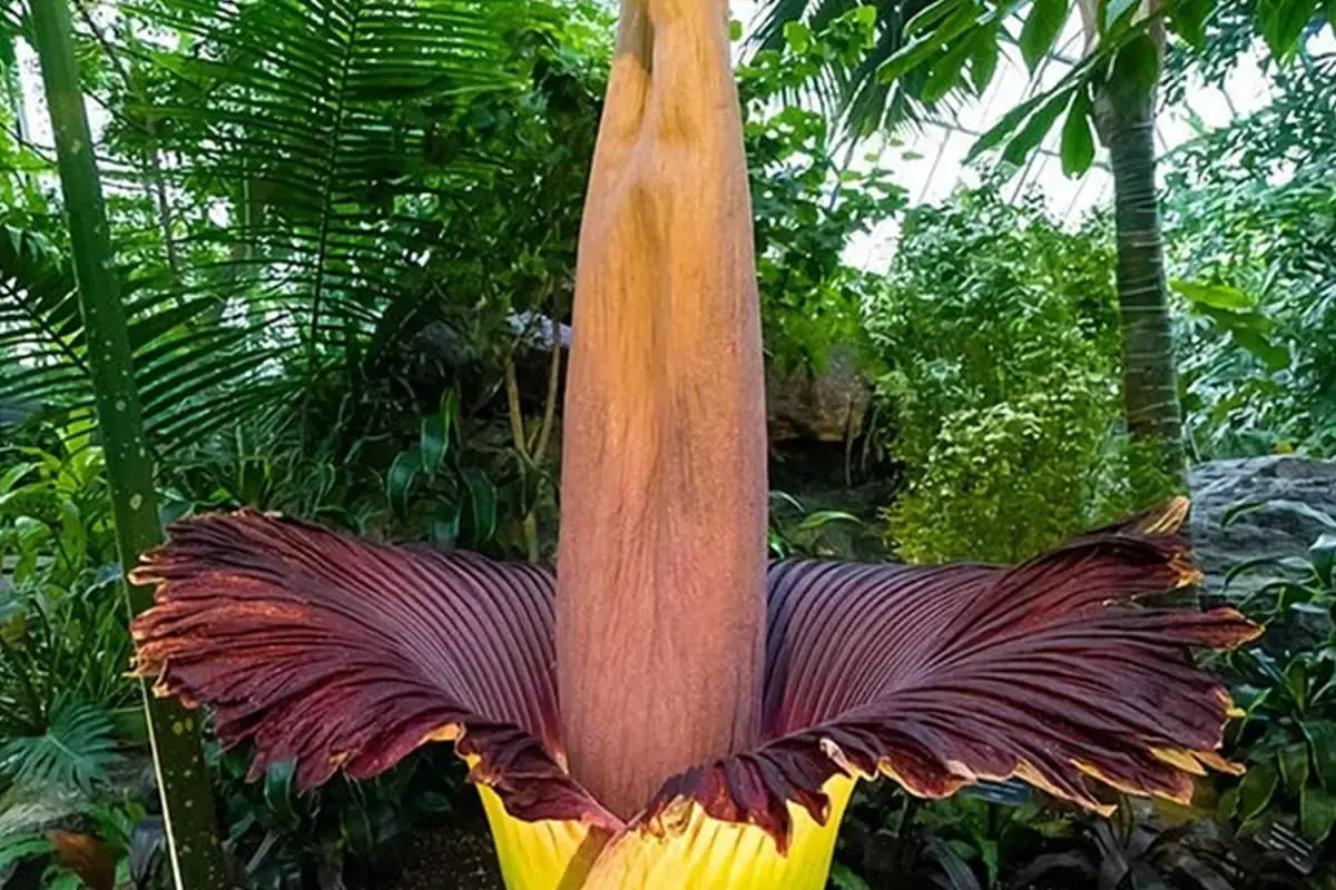 Titan Arum