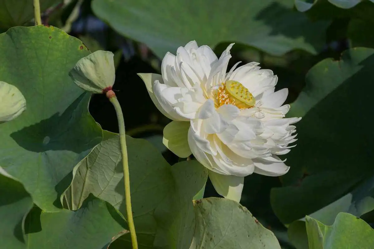 Nelumbo Nucifera "Principessa di Biancaneve