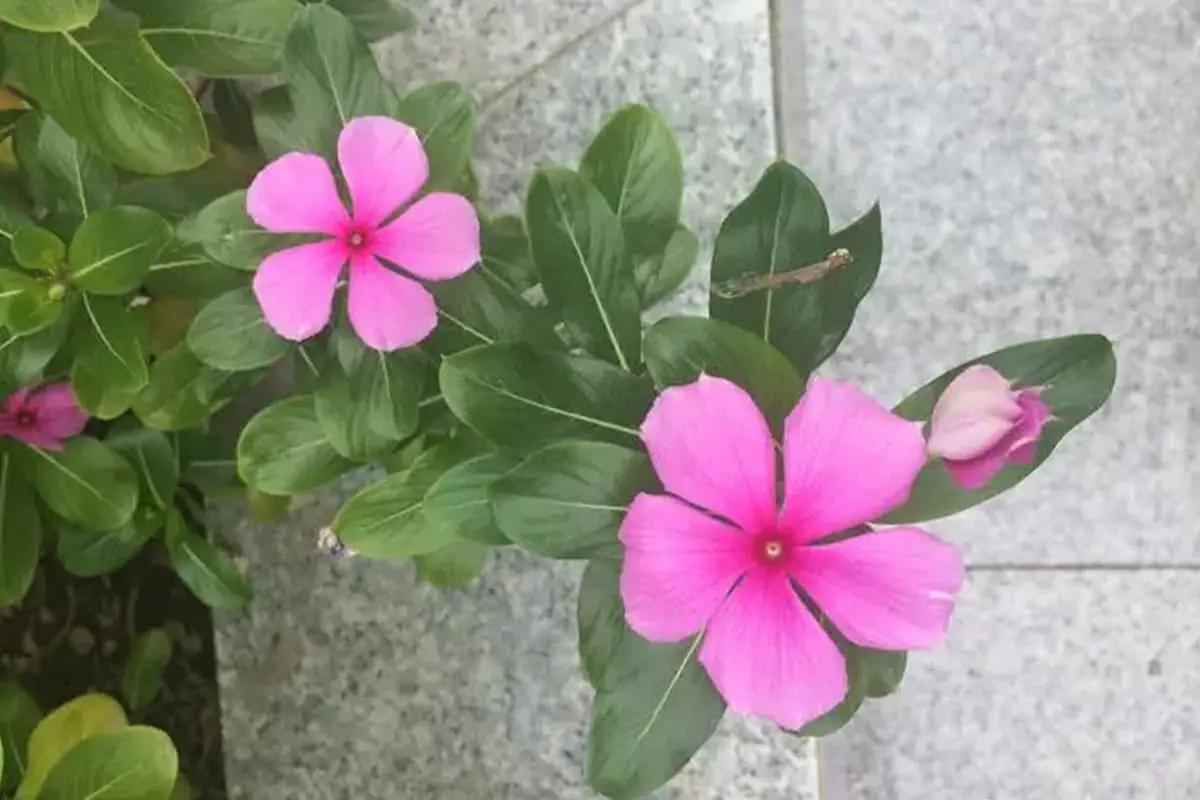 Catharanthus roseus