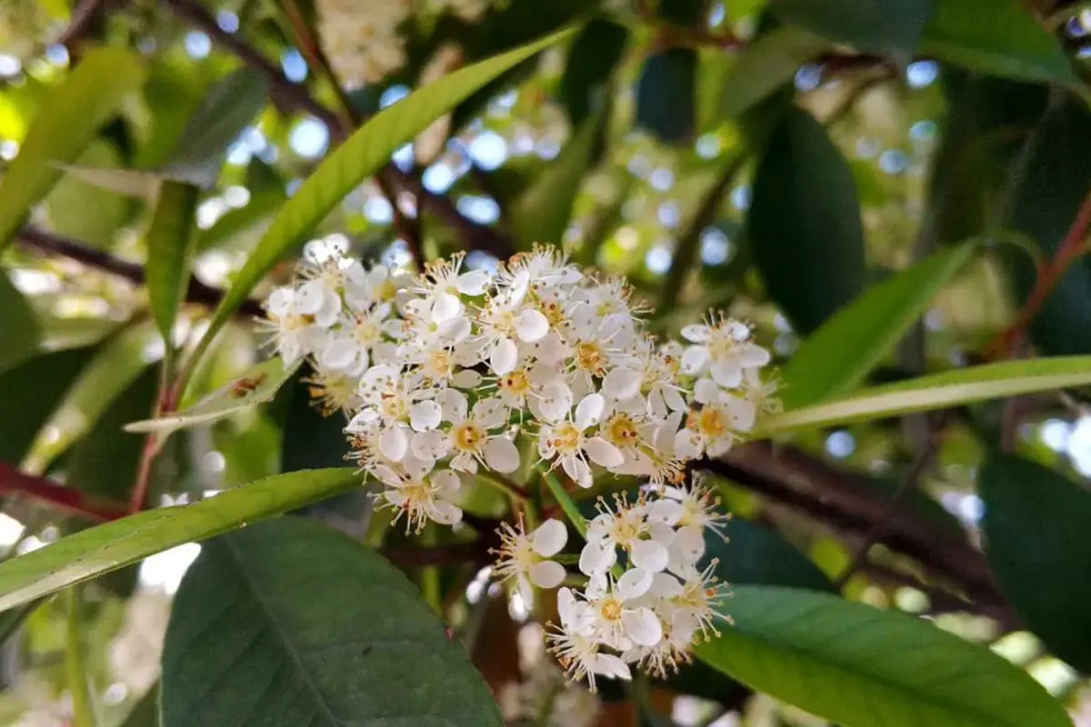 Photinia serratifolia