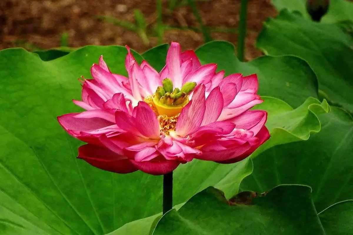 Nelumbo Nucifera 'Hong Taiyang'