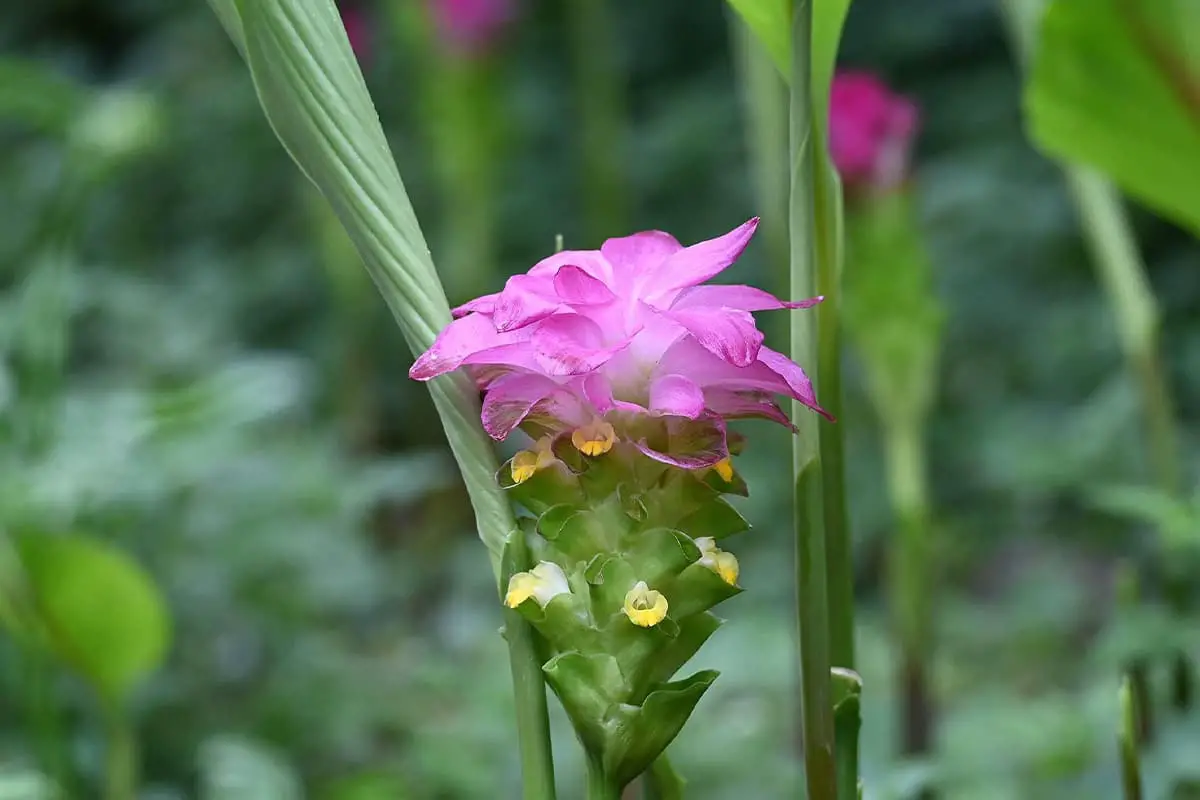 Curcuma phaeocaulis