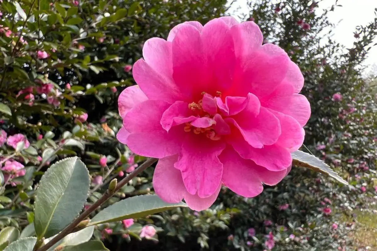 Camellia sasanqua