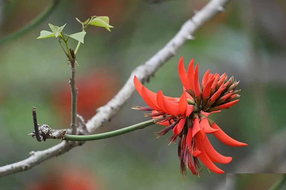 Erythrina variegata