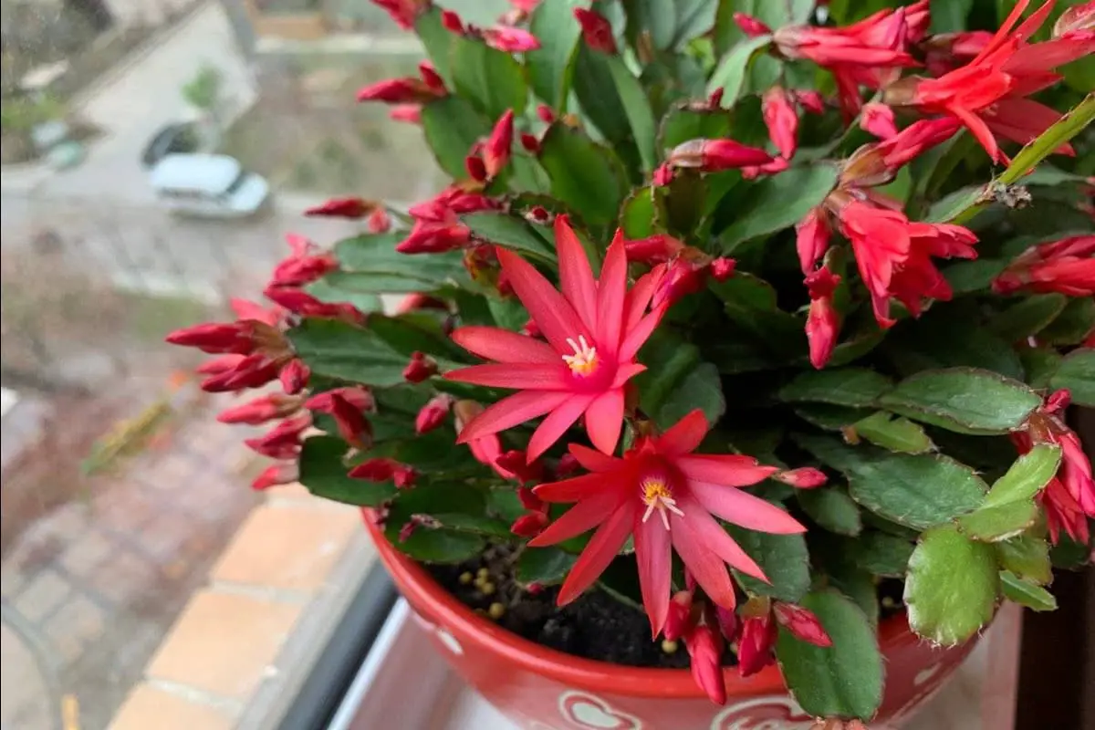 Rhipsalidopsis gaertneri