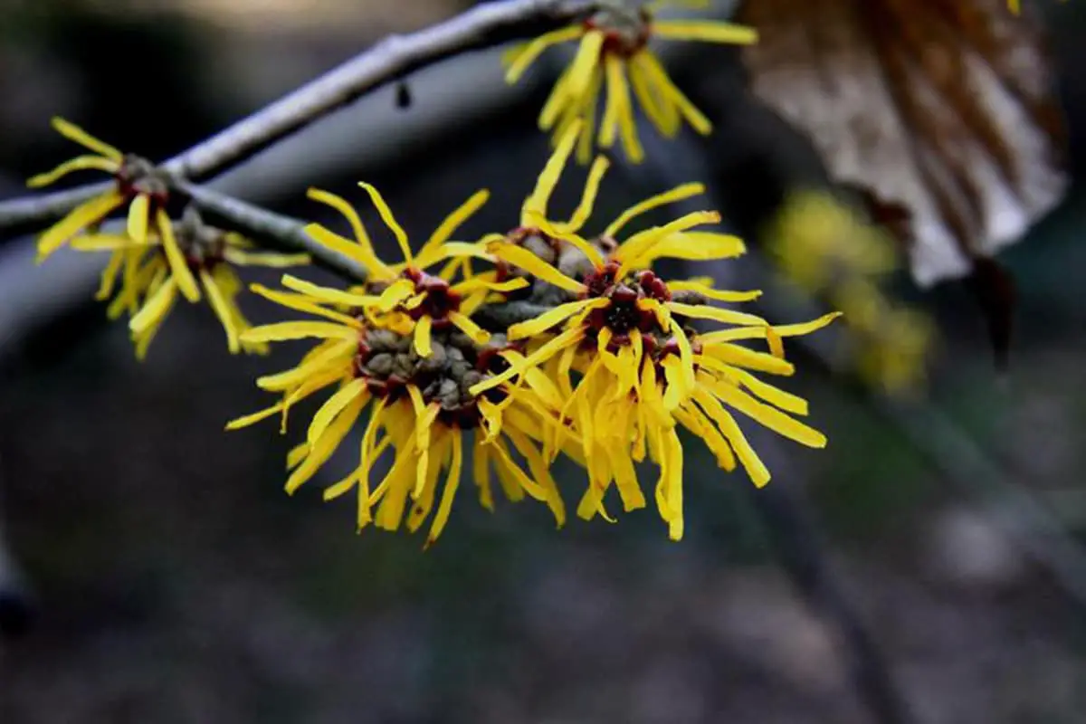 Hamamelis mollis