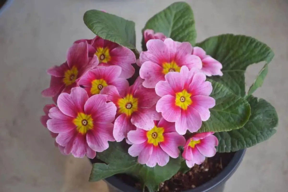 Primula malacoides