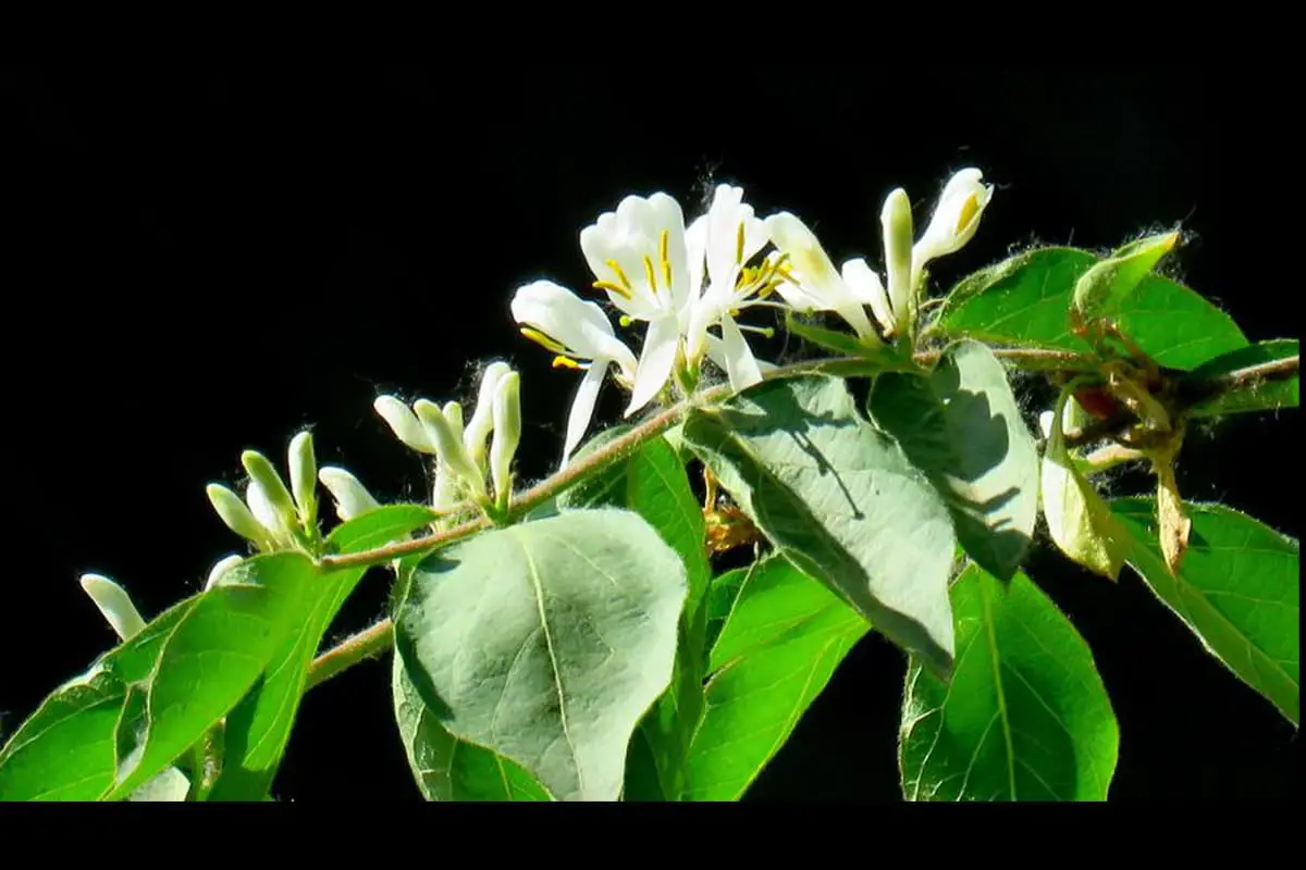 Lonicera maackii